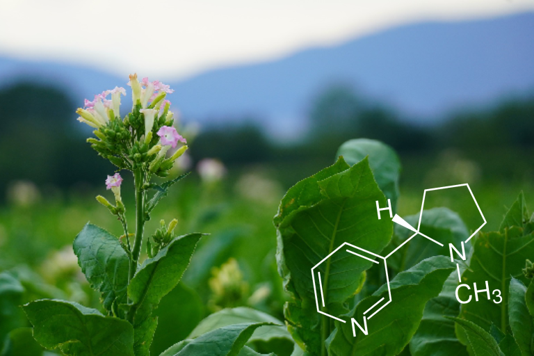 nikotiin tubakataimed